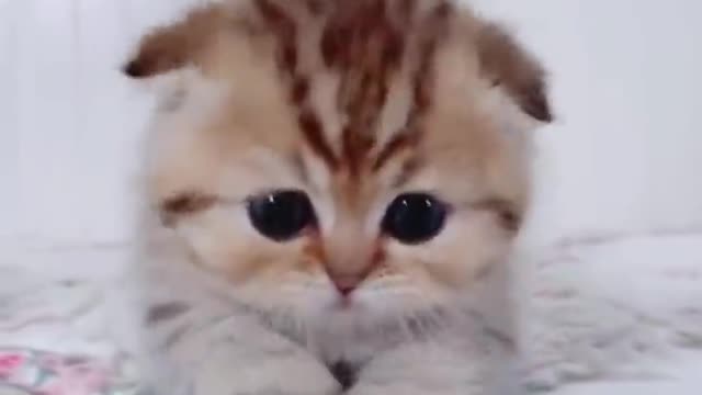 Kitten Pairs Will Make You Cry With Cuteness