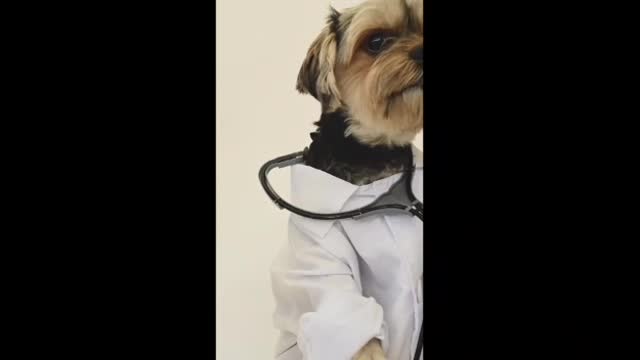 Nice video cute 🐈 video