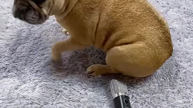 Funny dog ​​they put a loudspeaker in her butt watch his reaction