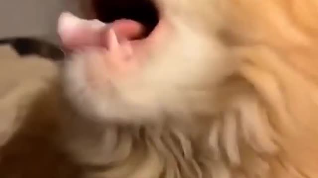 "Believer" By Imagine Dragons But Its Just Cats
