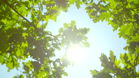 Green leaves in the sun