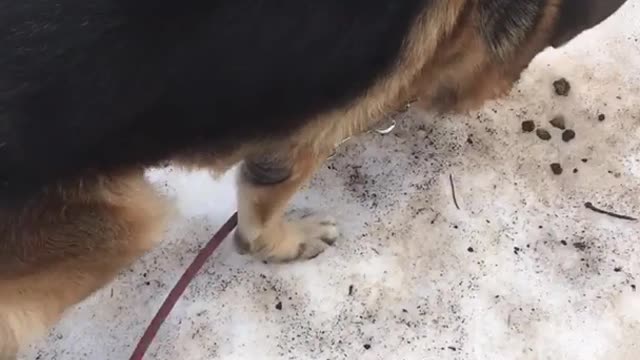 German shepherd dog with red leash walking on snow