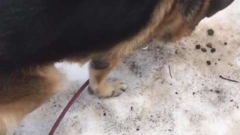 German shepherd dog with red leash walking on snow