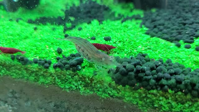 Shrimp moving very busy