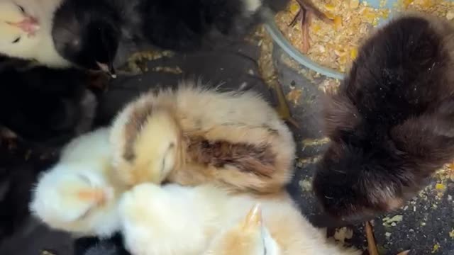 Cute little chicks