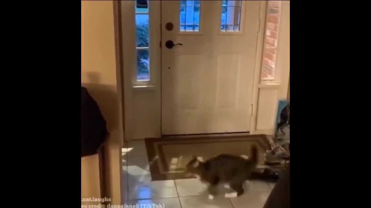 Funny cat wants to fly on the wall