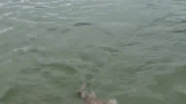 My dog swimming in the sea