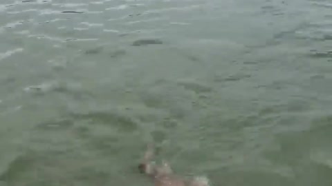 My dog swimming in the sea