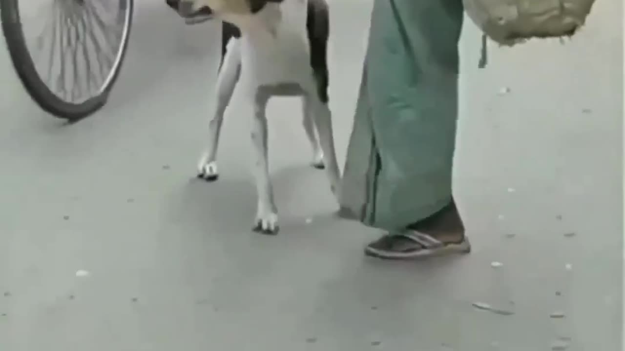 Dog 🐕🥰