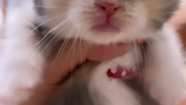 Cute cat video cute baby cat funny cat