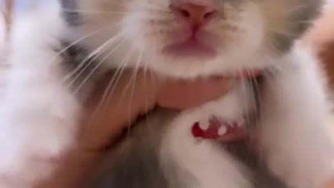 Cute cat video cute baby cat funny cat