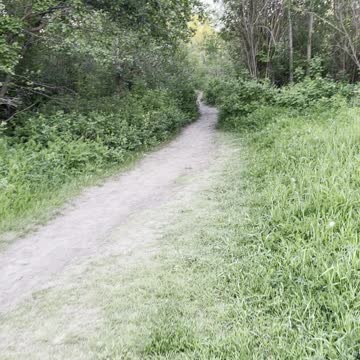 Weird Amazing woods in Rundle park Edmonton Alberta