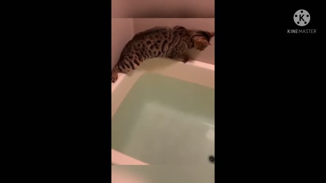 Cat fearing for taking bath