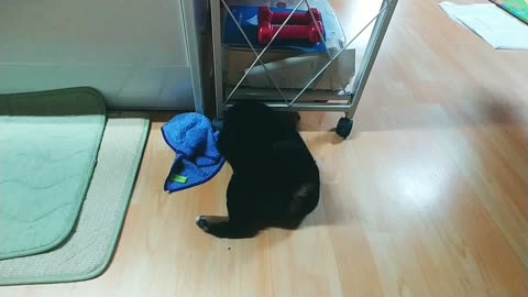 Digging under the table, baby Shiba dog.