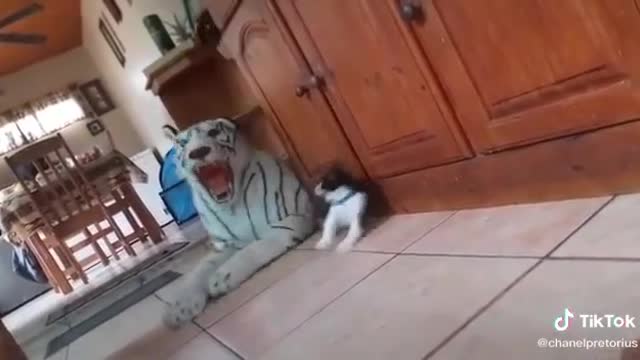 Tiger vs cat funny vedio