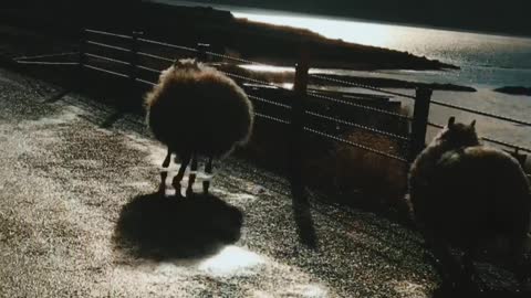 Bouncing Sheep in Iceland