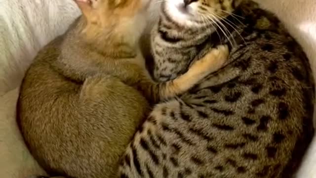 😍Cute cats sharing love video.❤️