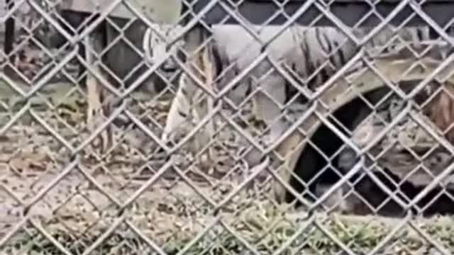 Funny donkey in the park