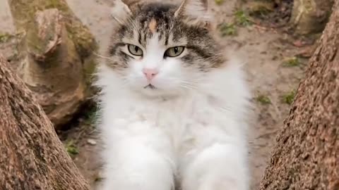 Animal cat video