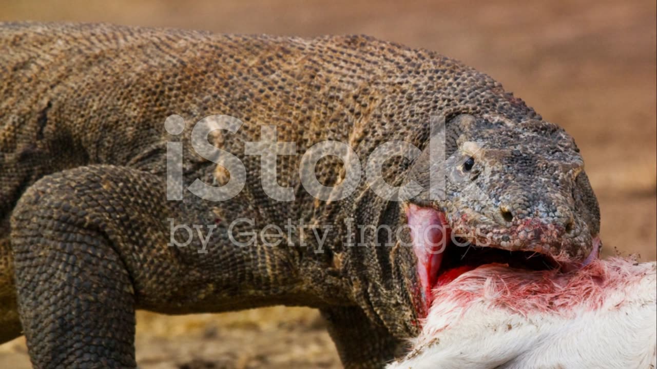 Komodo Dragon The Dark Predator