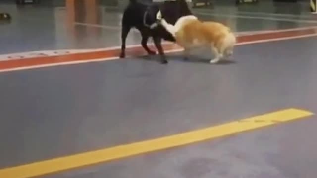Well. Corgi secret weapon is his ass😅😅
