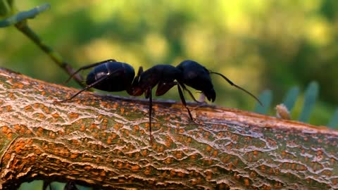 A Black Ant Crawling On The Branch Of A Tree