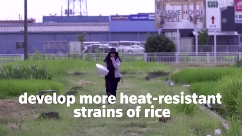 Japan bets on heat-resistant rice as summers hurt harvest | REUTERS