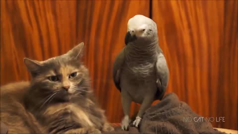 MOST Popular cat videos - FUNNY