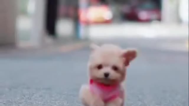 Baby Dogs Cute and Funny Dog Videos Puppy Dogs running on the road
