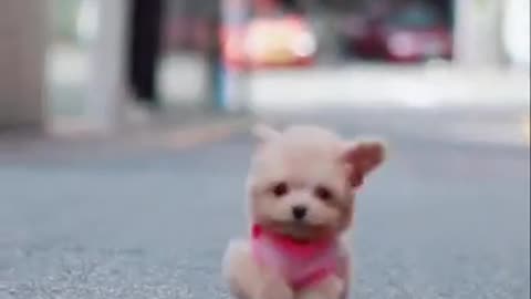 Baby Dogs Cute and Funny Dog Videos Puppy Dogs running on the road