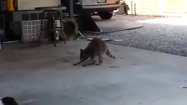 Raccon Funny ITry not to laugth I Funny Raccon Videos