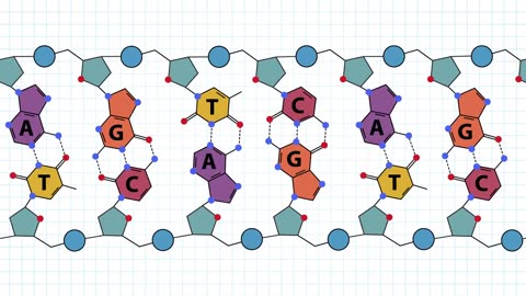 The Structure of DNA