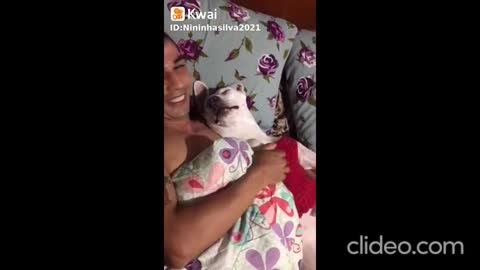 os cao vs gatos completo