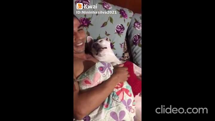 os cao vs gatos completo