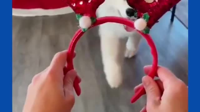 Cute Dogs is ready to marry Christmas