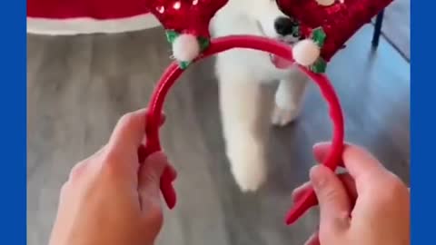 Cute Dogs is ready to marry Christmas