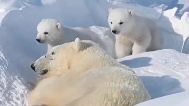 Mother and son three lying in the snow playing is very comfortable