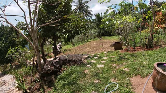 Garden in jungle