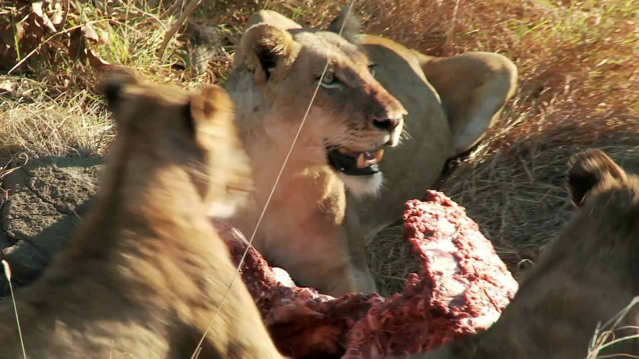 Lions Eating Zoom Out