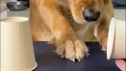 Mr. Magician Dog