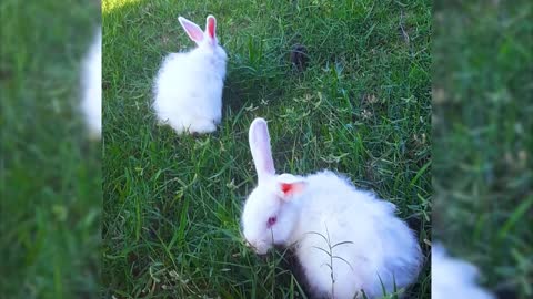 Friendly two rabbits enjoying their first day at my small farm┃Edward & Hope 🐰❤️🐰