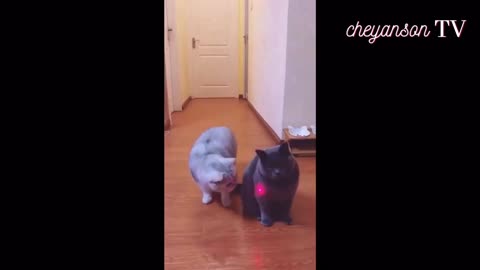 Two Kittens cute playing