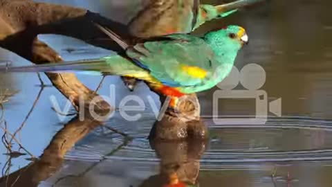 Parrot Voice| parrot drinking water