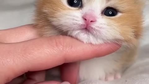 Baby Cats Cute and Funny moment #cat