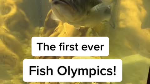 Fish Olympics!