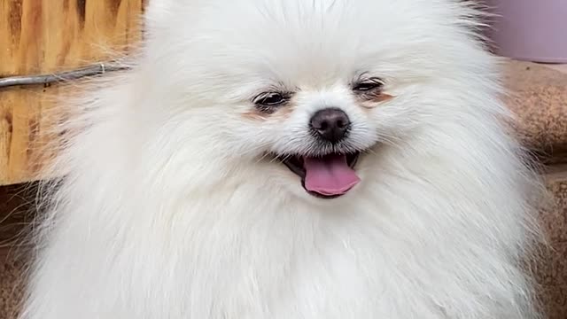 The cute dog nice video happy happy