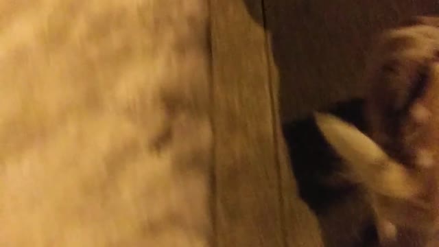 Walk and talk with the dog ep. 2