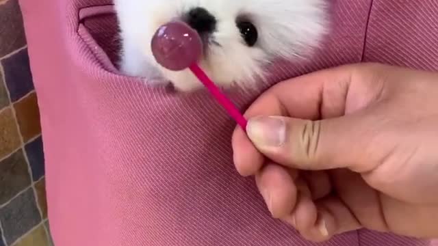 Does your dog eat lollipops