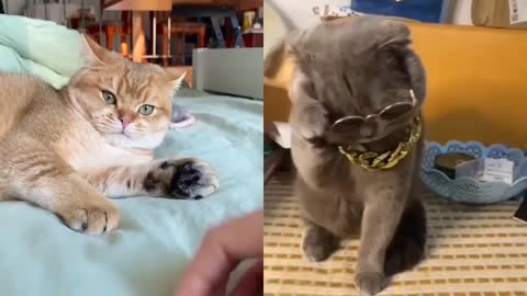 Remix with fuzziepals 😻🐈😺
