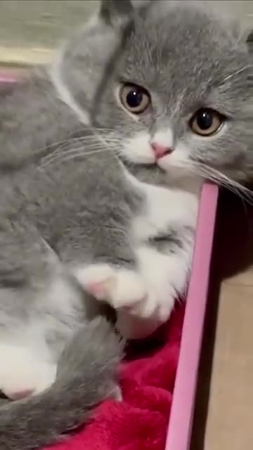 funny animals #shorts